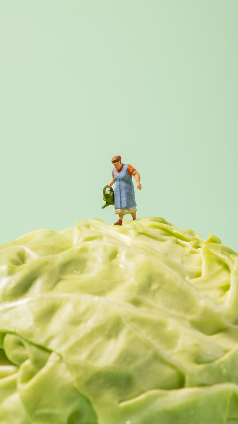 Five moves to select the perfect cabbage preview