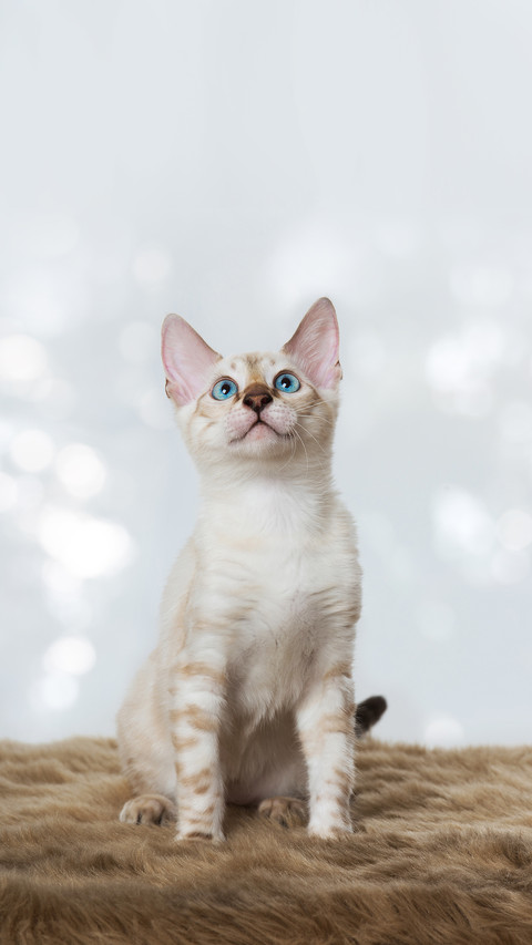 Bengal cat with blue eyes preview