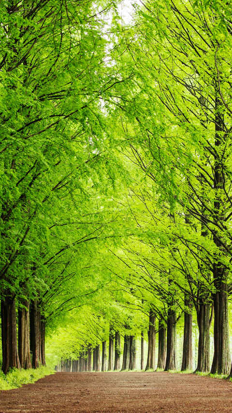 A Tree-lined Street preview
