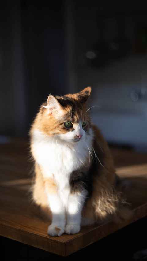 The calico cat on the kitchen table preview