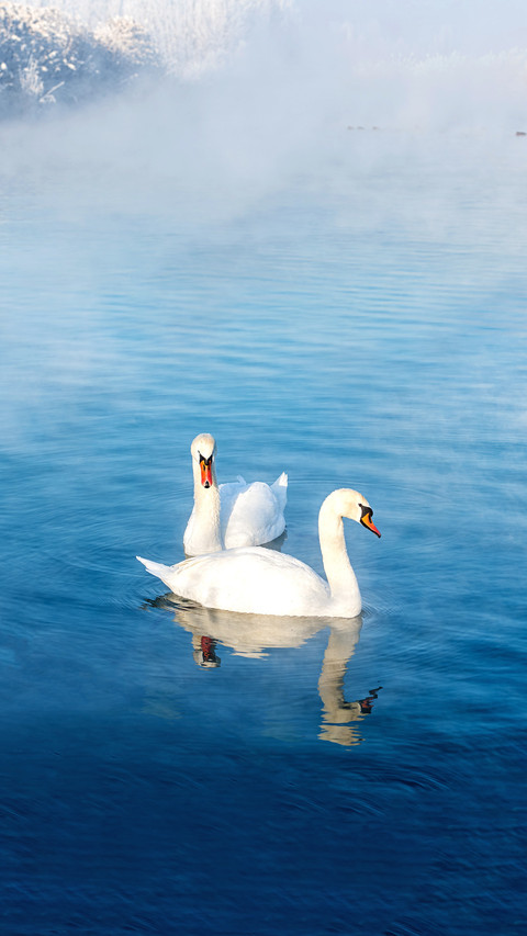Do you know about swans preview