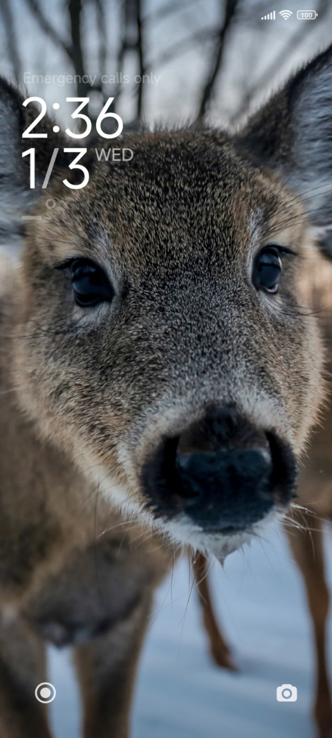 Deer preview