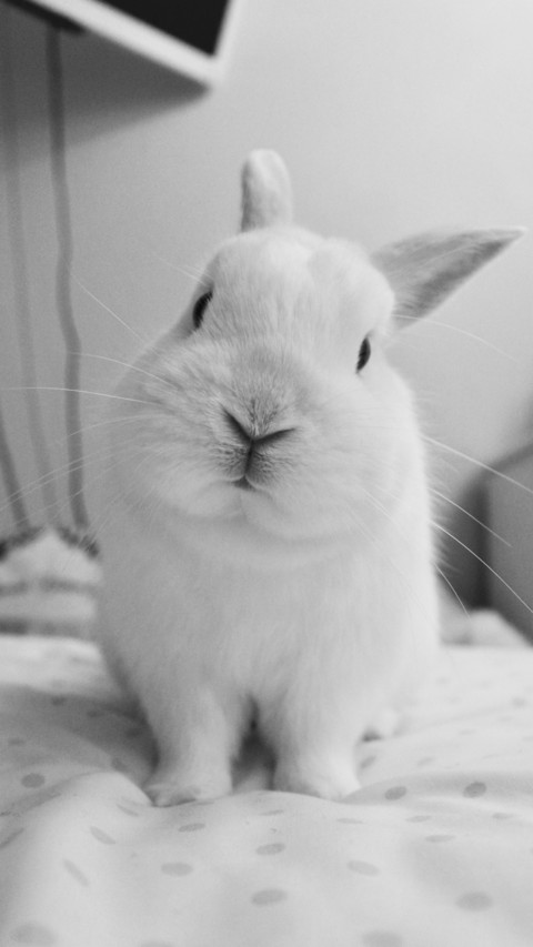 Rabbit (5) preview