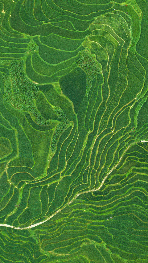 Terrace texture and lines preview