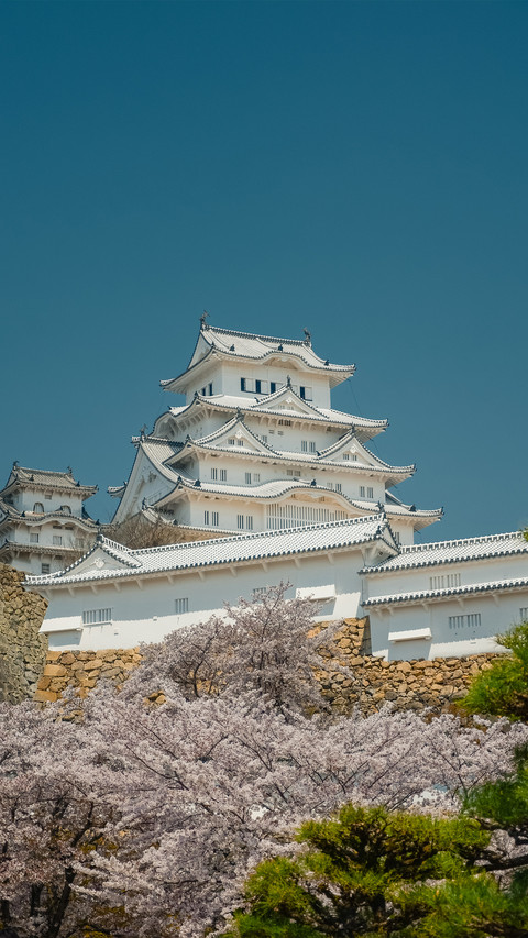 Jilu Castle and Blooming Cherry Blossoms in Jilu City preview
