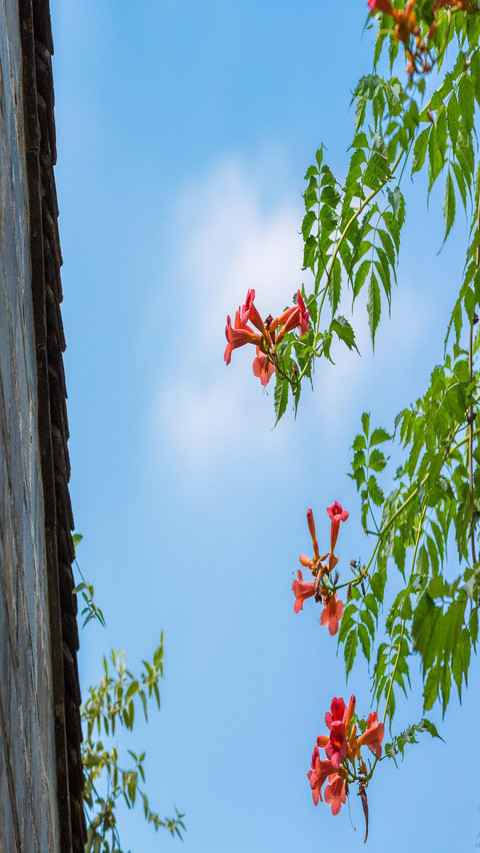 Blue sky and flowers preview