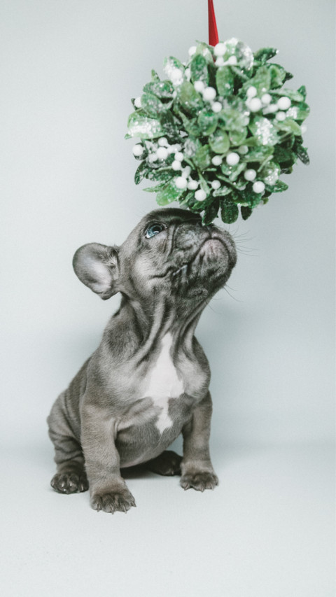 Puppy Love (9) preview