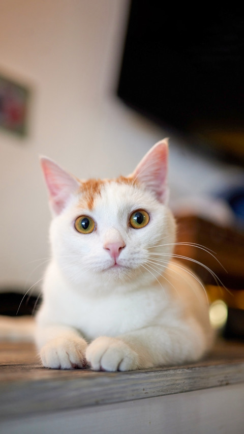 Cat lying down on wooden table looking at camera preview