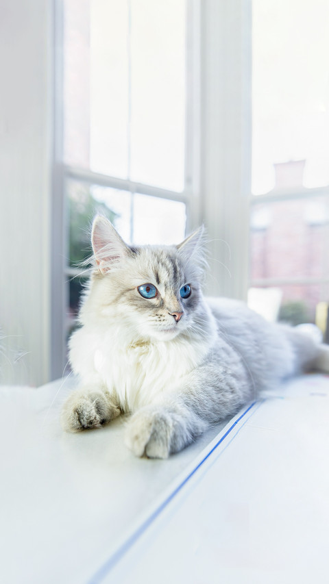 Neva Masquerade Cat Laying on the Table preview