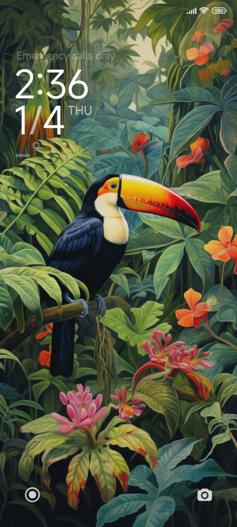 rainforest toucan preview