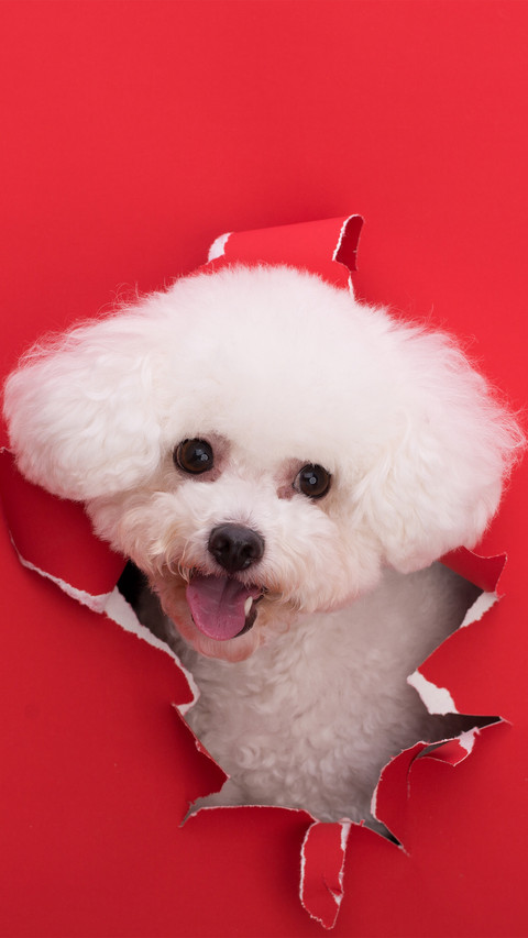 Red bichon frise preview