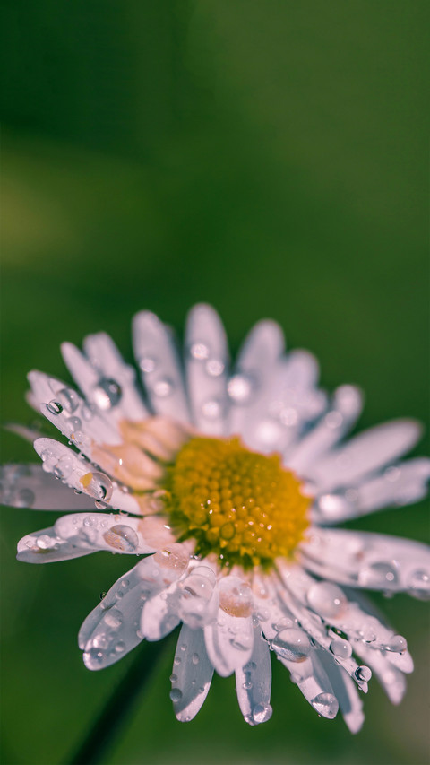 Fresh Daisy preview