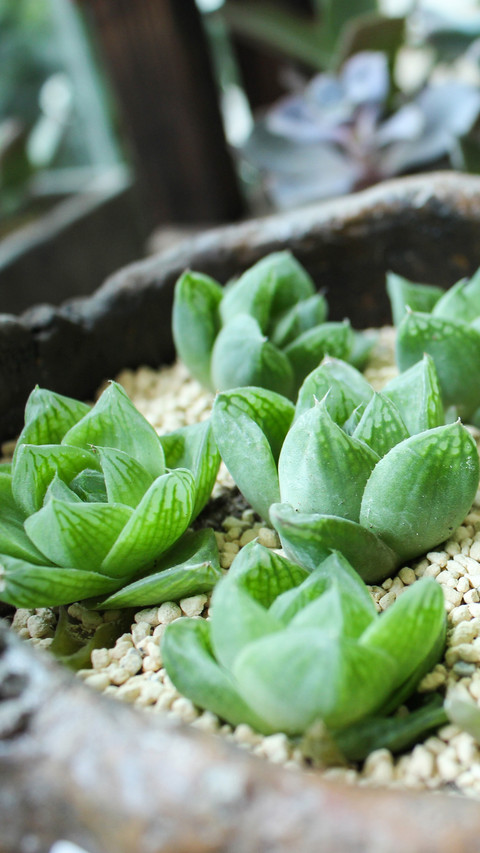plant (5) preview