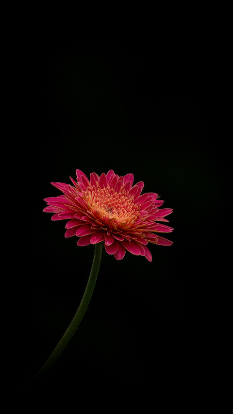 Red Flower by Rivu Gayen preview