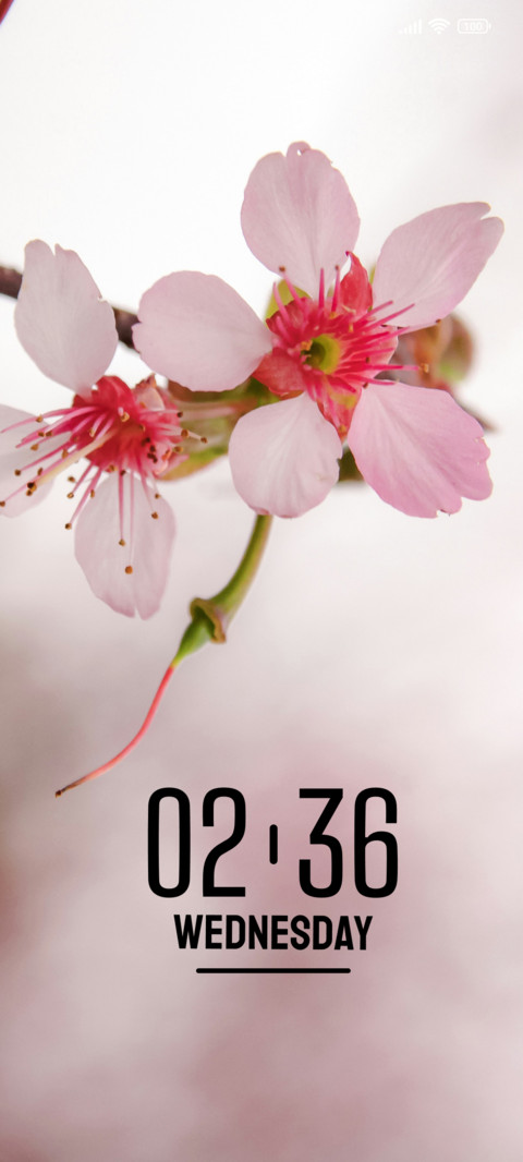 Pink Bloom preview