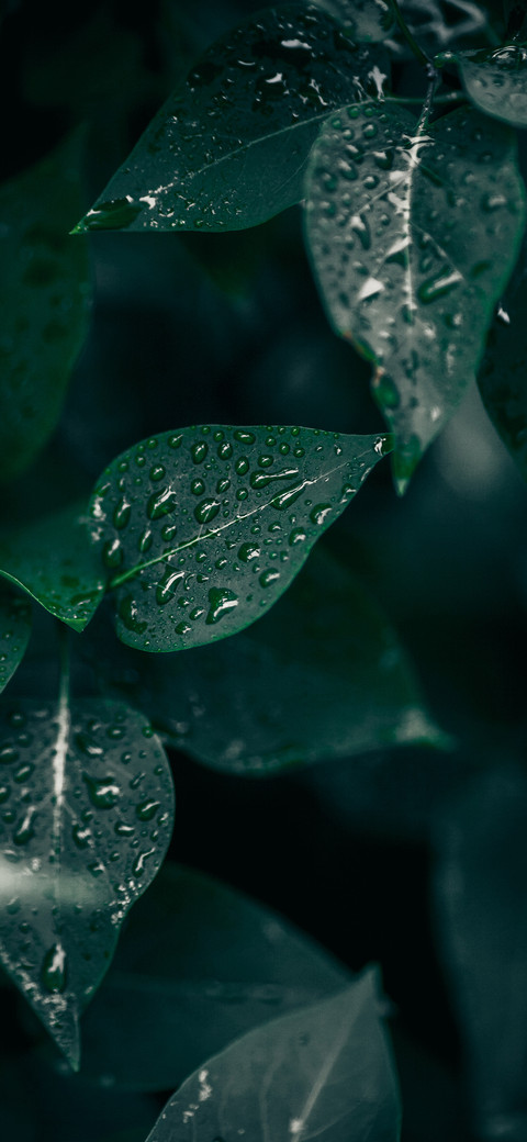 green plants-PAIXIN preview