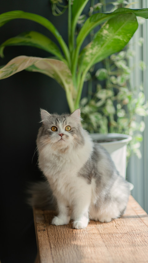 Kitten by the window 09 preview
