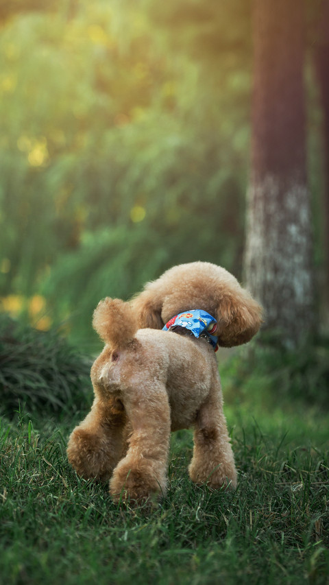 Teddy dudu 7 preview