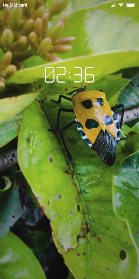 insect_DWM2 preview