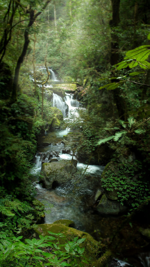 Encountering the spring scenery of the rainforest preview