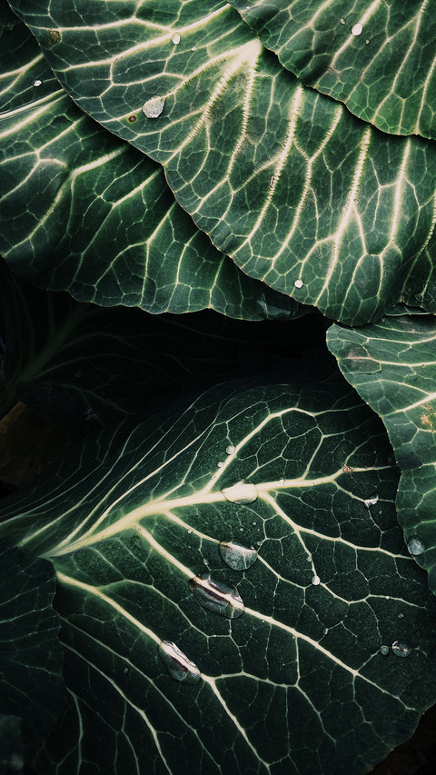 leaf (1) preview