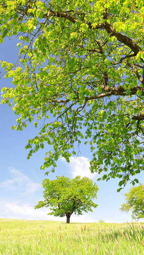 Green grass and blue sky preview