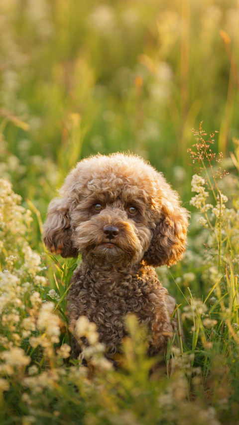 Miniature chocolate poodle on the grass preview