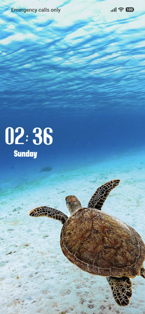 Green Turtle preview