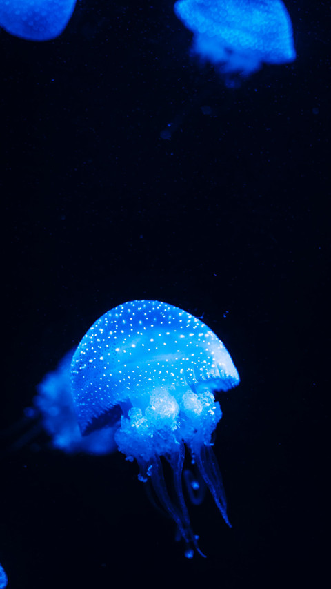 Jellyfish underwater preview