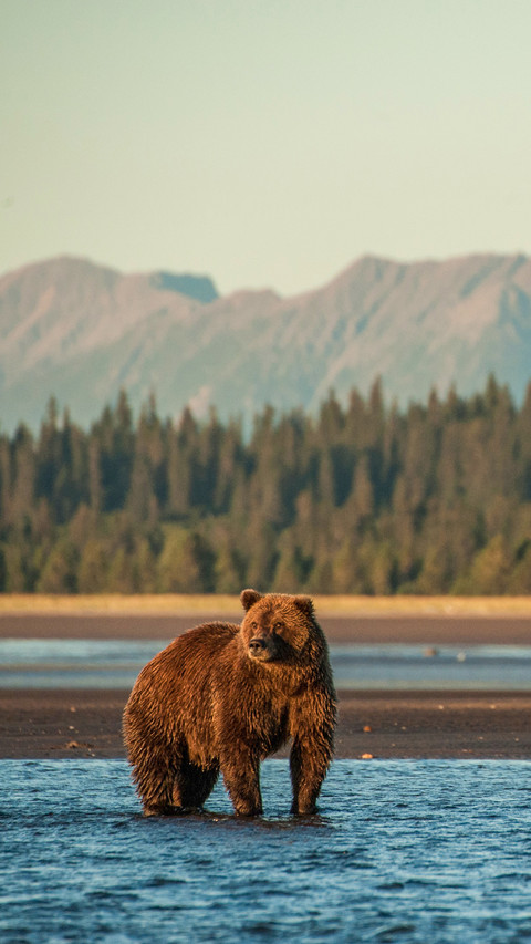 Brown bears by the lakeside preview
