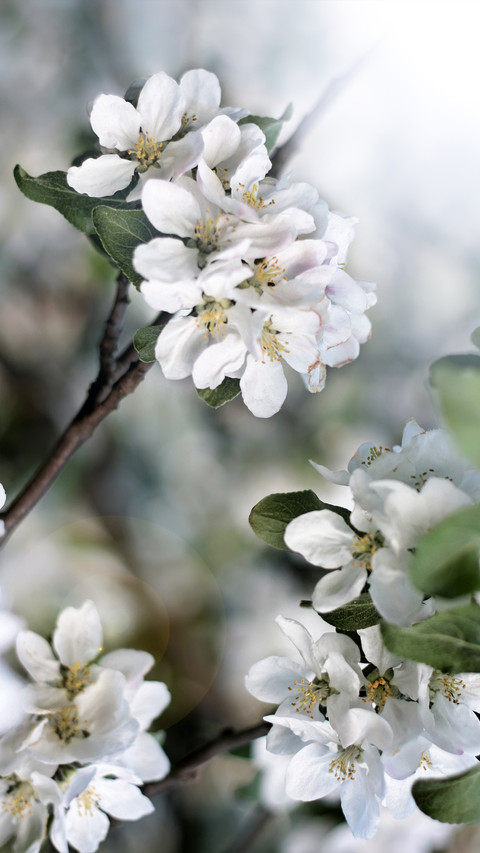Spring preview