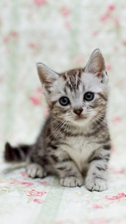 A little cat with a floral background preview