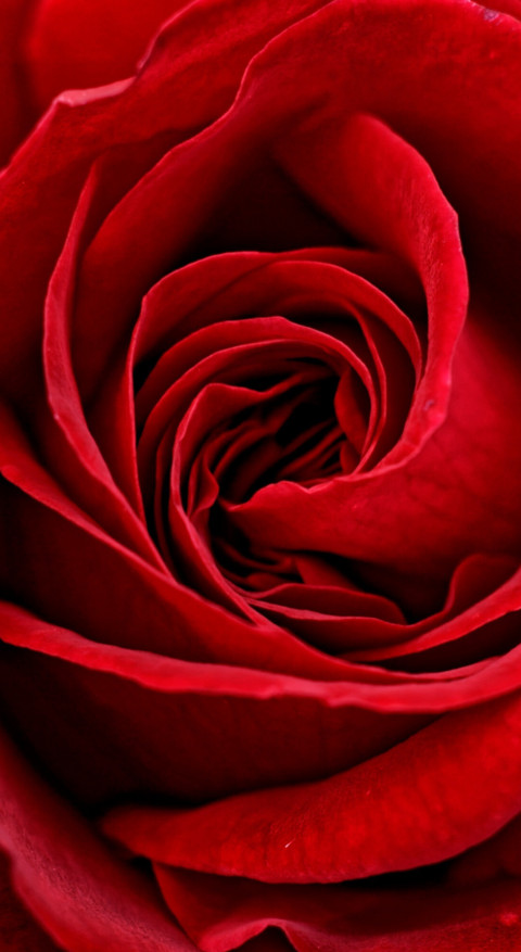Red Roses (20) preview
