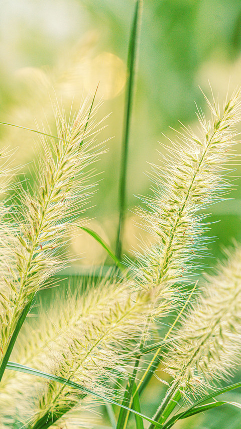 Foxtail grass in the backlight preview