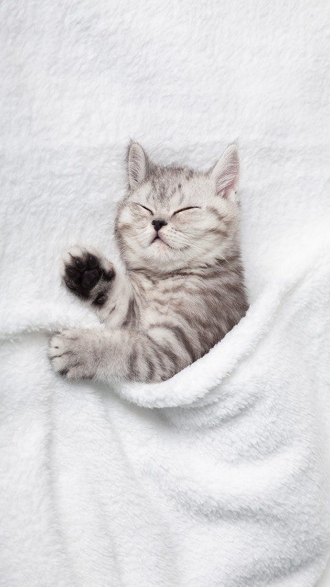 A Cute Scottish Kitten Sleeps On A White Blanket preview