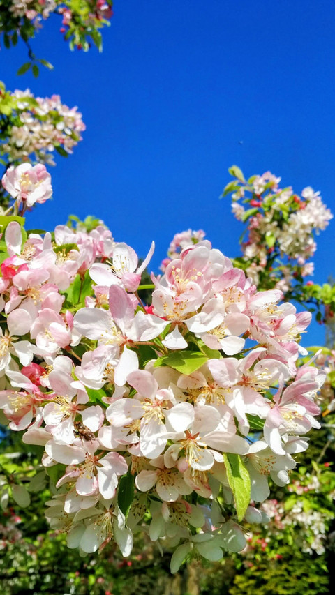 Crab apple tree preview
