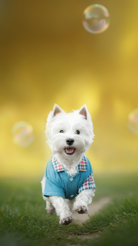 West Highland White Terrier Dog Play with Bubbles preview