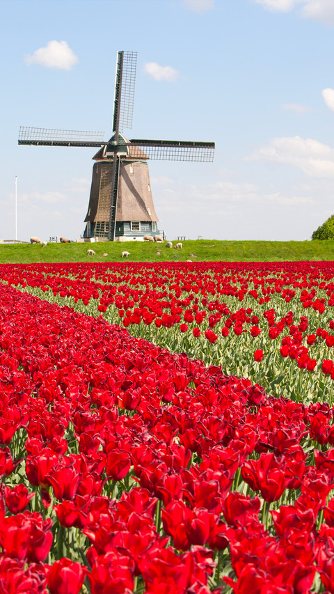 Windmill preview