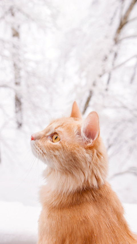 Red cat and snowy landscape outside the window preview