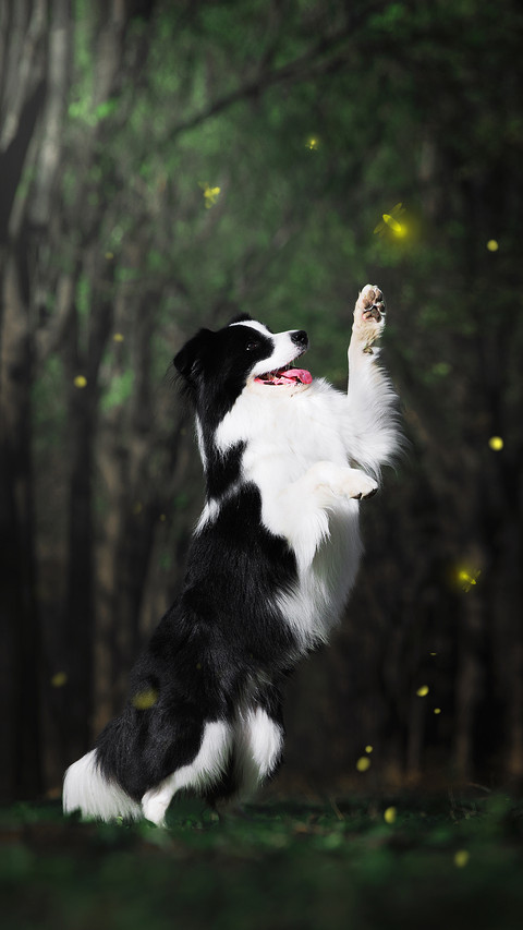 牧羊犬要怎么训练 preview