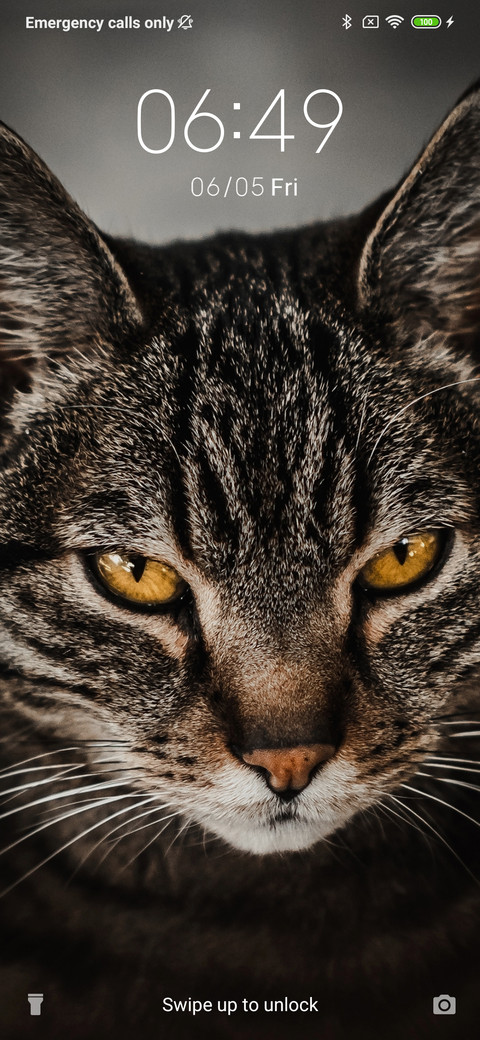 BrownCat_3MDS preview