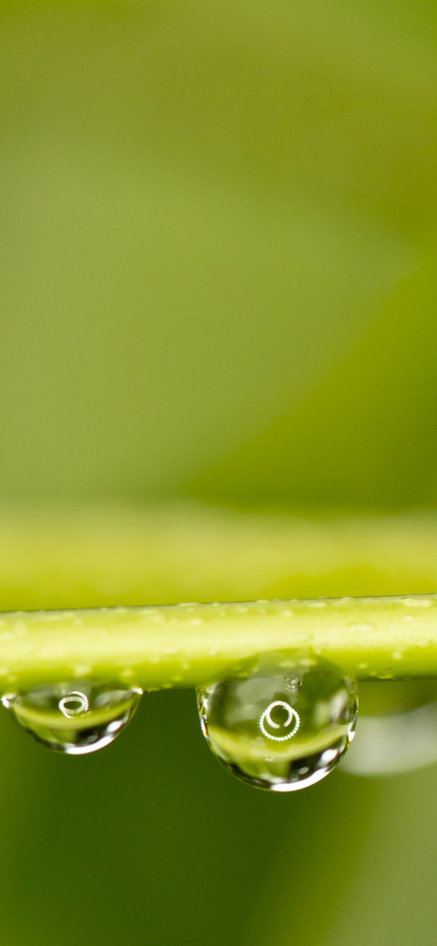 护眼绿色壁纸-锐景创意 preview