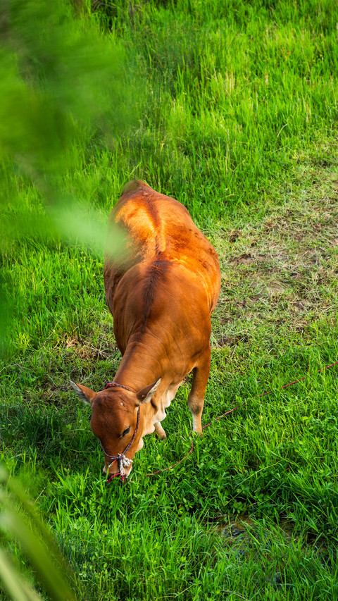The spring of herding cattle preview