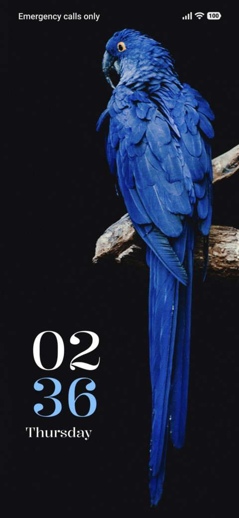 Blue Parrot preview