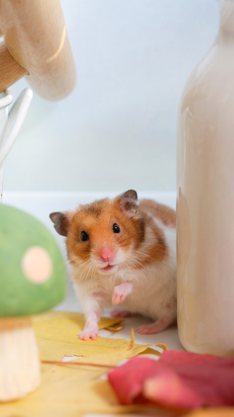 Creating a hamster amusement park preview