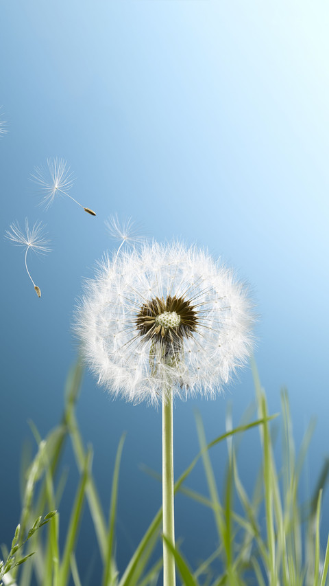 Three Ways of Eating Taraxacum 2 preview