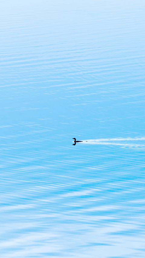 A Little Cormorant swimming in the blue lake on winter preview
