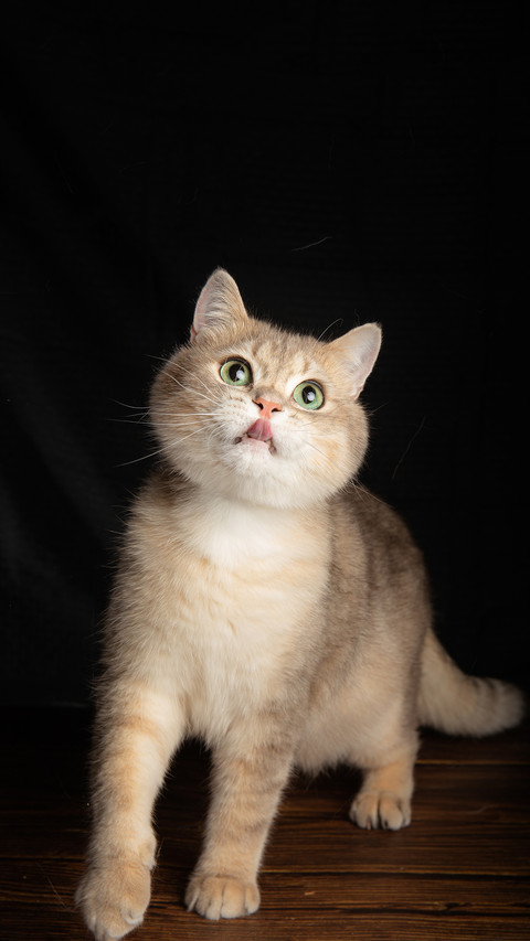 Does your cat trust you 09 preview