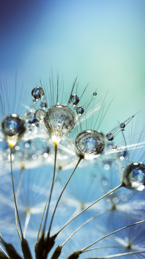 Correct method of macro photography 71 preview