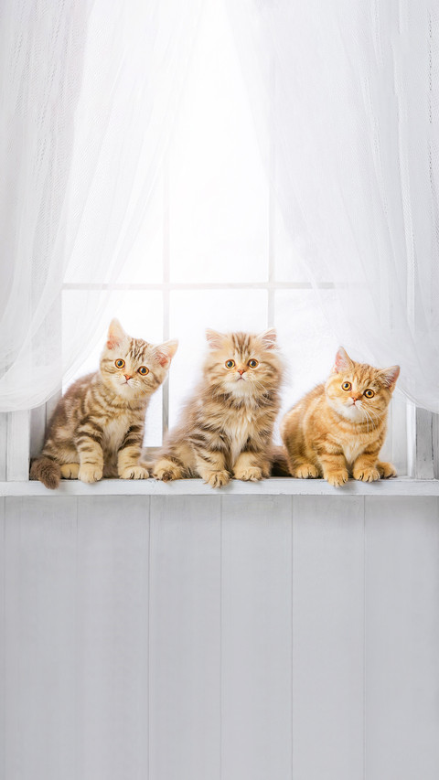 Cute kittens on the windowsill preview